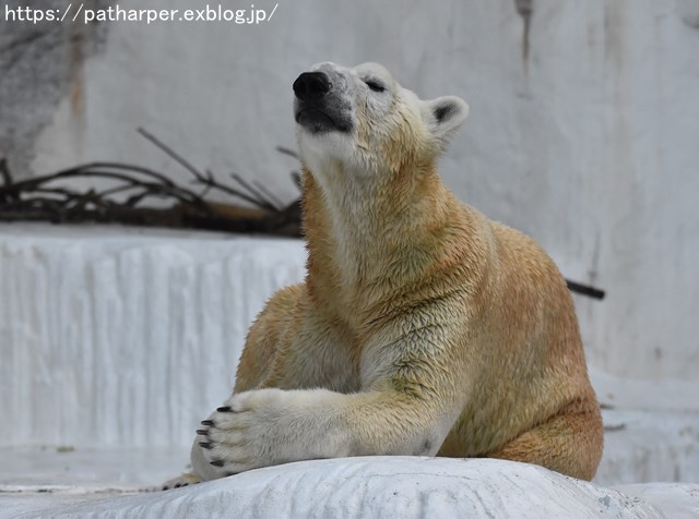 ２０１８年８月　天王寺動物園３　その３_a0052986_7463391.jpg