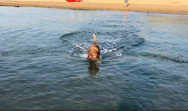 Bagno Overbeach バンニョ オーバービーチ🏖_b0246303_17092463.png