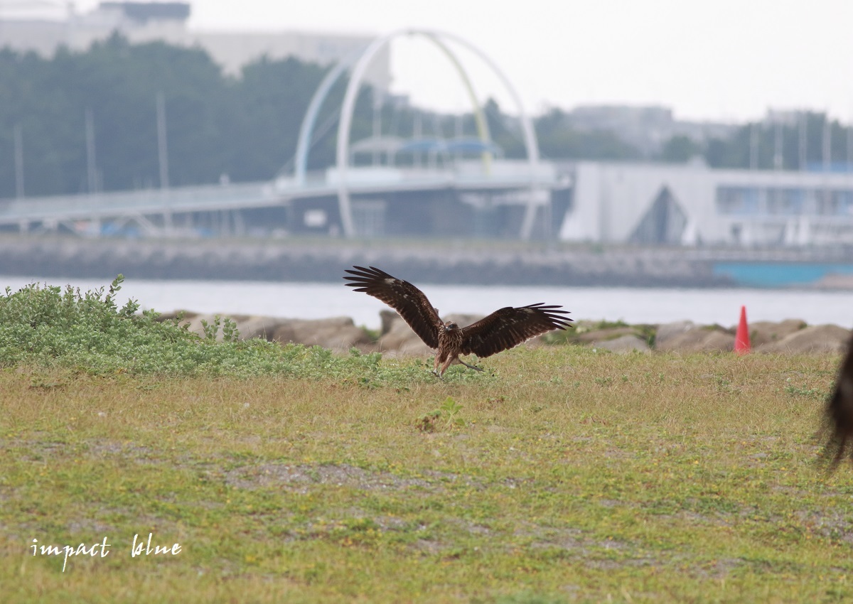 臨海公園に行ってきた(^^)/　～2～_a0355908_15281314.jpg