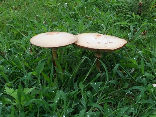 e0360409_16533318.jpg