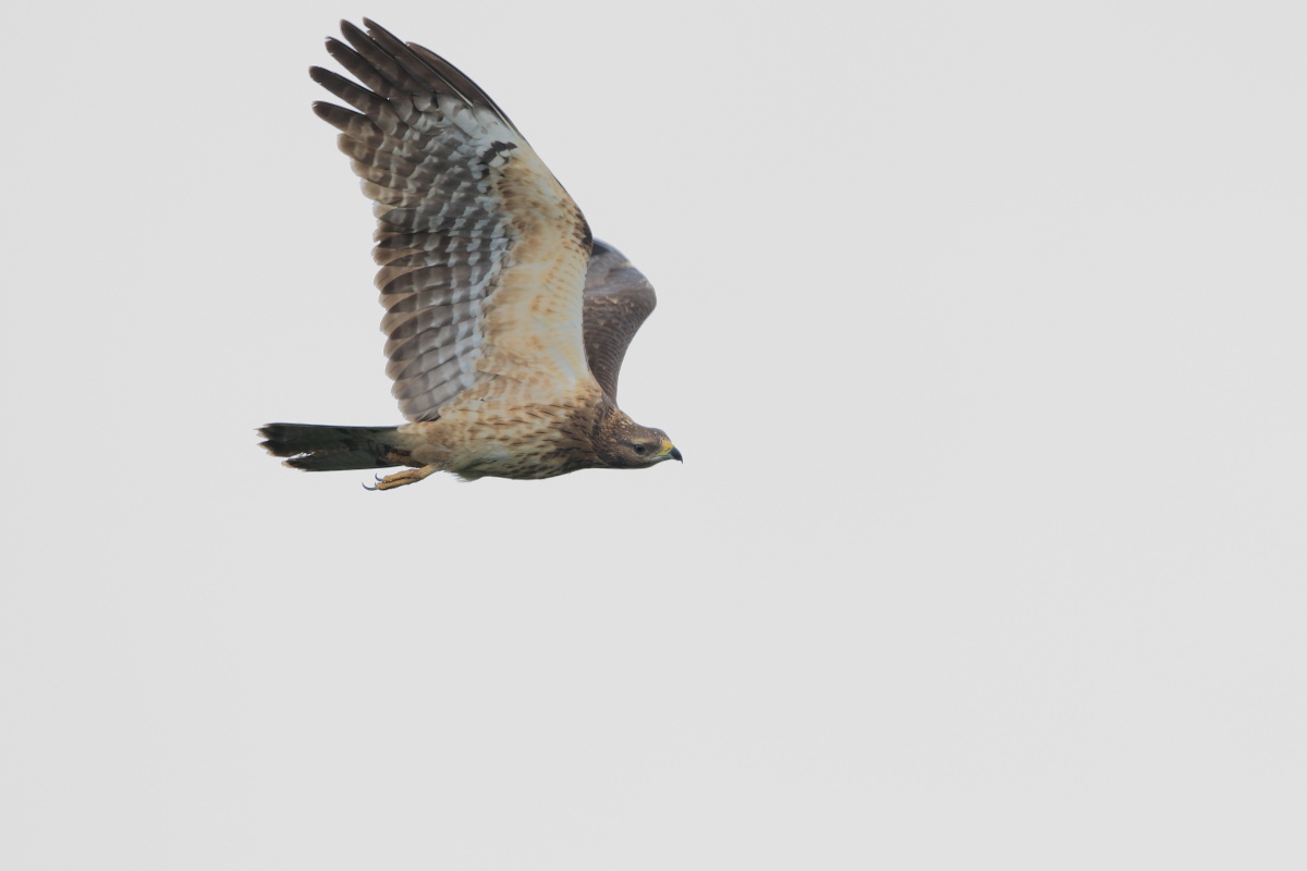 ハチクマ 初見初撮り 幼鳥_f0369315_22482620.jpg