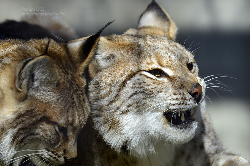 2016.12.28&31【合併号】 宇都宮動物園☆ヨーロッパオオヤマネコのダンケとリーベ【European lynx】_f0250322_201459.jpg