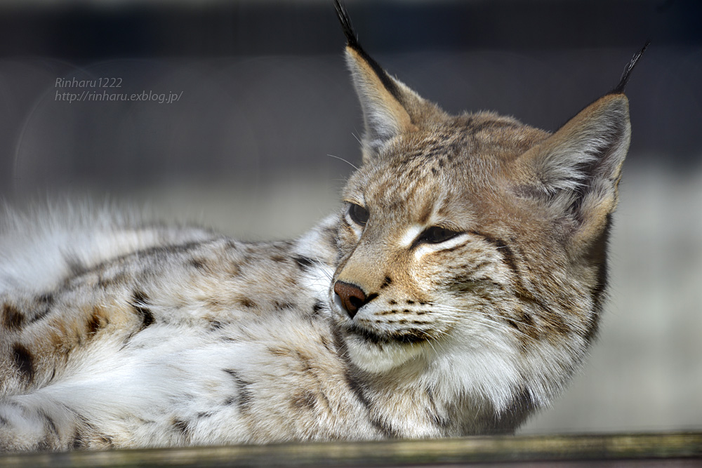 2016.12.28&31【合併号】 宇都宮動物園☆ヨーロッパオオヤマネコのダンケとリーベ【European lynx】_f0250322_2022126.jpg