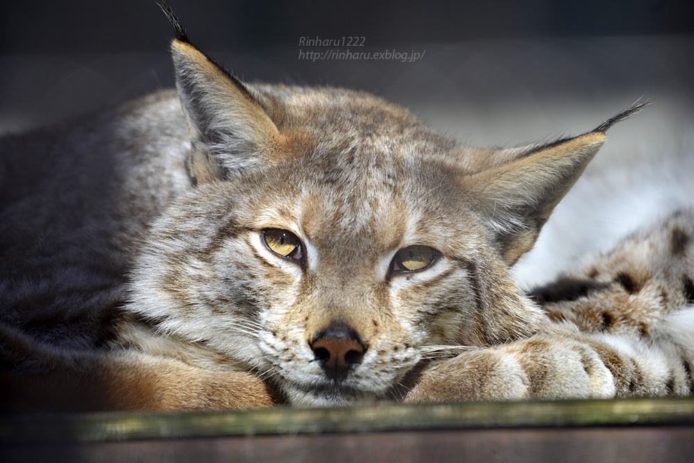 2016.12.28&31【合併号】 宇都宮動物園☆ヨーロッパオオヤマネコのダンケとリーベ【European lynx】_f0250322_2023777.jpg