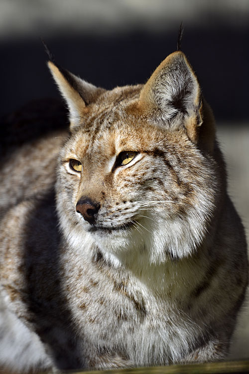 2016.12.28&31【合併号】 宇都宮動物園☆ヨーロッパオオヤマネコのダンケとリーベ【European lynx】_f0250322_2031240.jpg