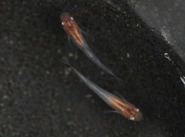 e0097534_1545124.jpg