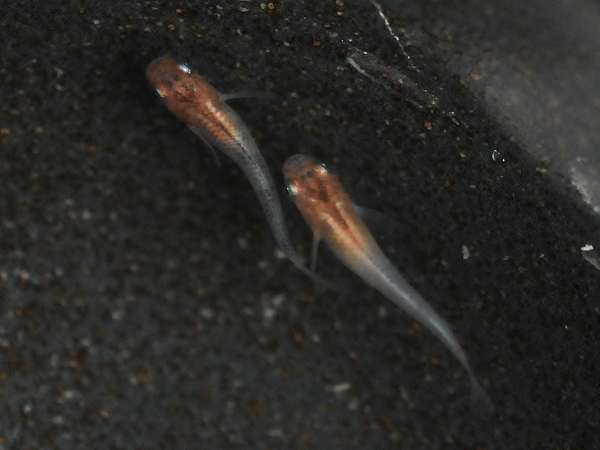 e0097534_1550100.jpg