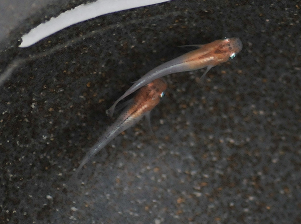 e0097534_1551851.jpg