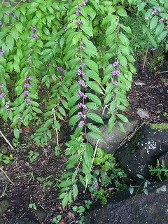 c0147935_19553616.jpg
