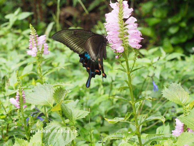 我が家の秋の庭に来る黒いアゲハ蝶～♫_f0295238_17380551.jpg