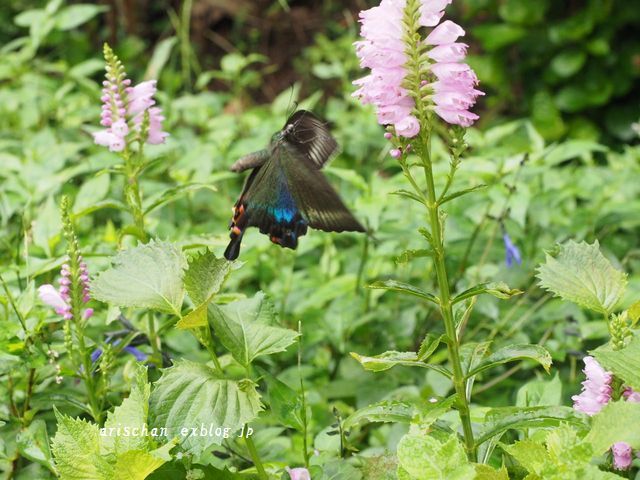 我が家の秋の庭に来る黒いアゲハ蝶～♫_f0295238_17394815.jpg