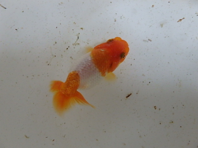 f0334143_20352372.jpg