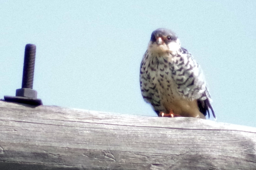 モンゴル砂漠旅vol 3野鳥編1 還暦からのネイチャーフォト モンゴル砂漠旅vol 3野鳥編1 還暦からのネイチャーフォト