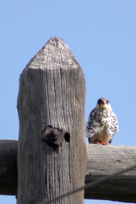 モンゴル砂漠旅vol 3野鳥編1 還暦からのネイチャーフォト モンゴル砂漠旅vol 3野鳥編1 還暦からのネイチャーフォト