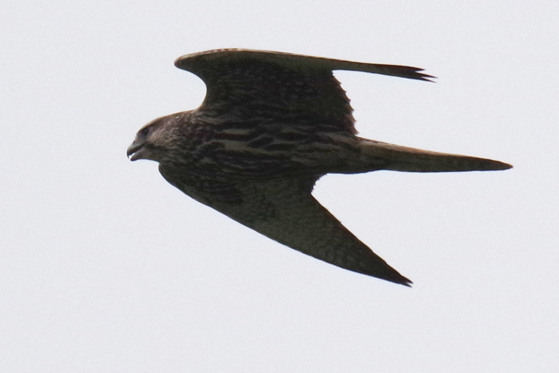 モンゴル砂漠旅vol 3野鳥編1 還暦からのネイチャーフォト モンゴル砂漠旅vol 3野鳥編1 還暦からのネイチャーフォト