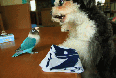 c0145250_09393547.gif