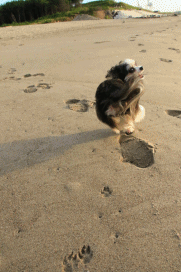 c0145250_10565597.gif