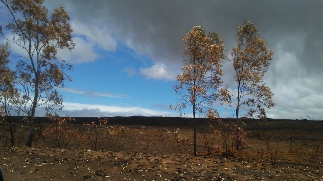 ハワイ島大火事の跡_b0126453_05373072.jpg