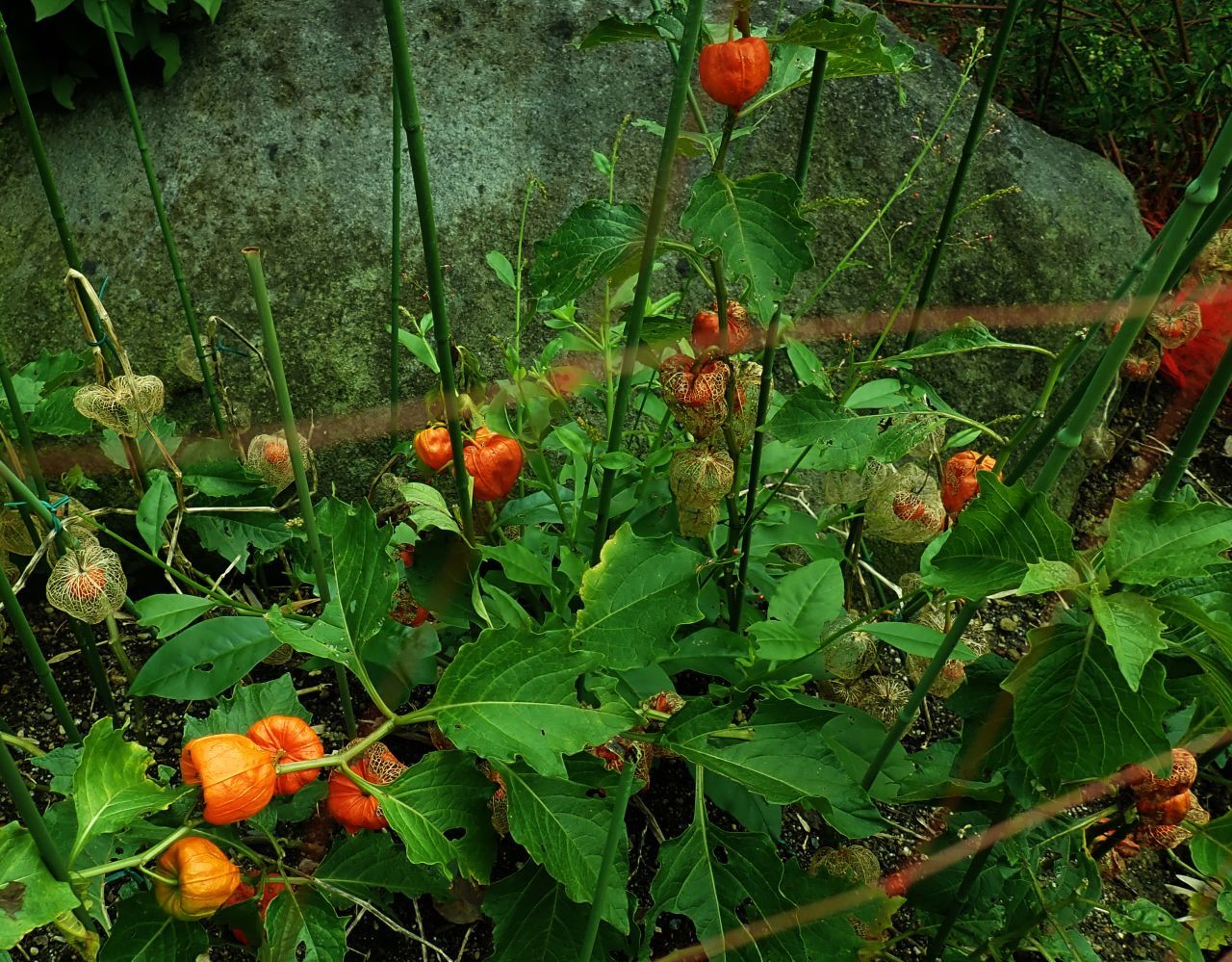 　　　　　　　　　　ホオズキの　老いさらばえて　貴腐残し_c0210054_07125962.jpg