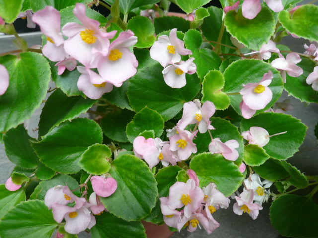 c0043055_11052699.jpg