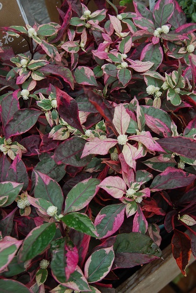 秋の花苗入荷情報_a0201358_14404821.jpg