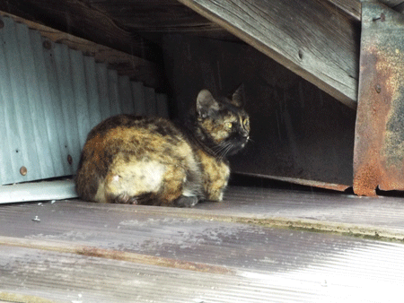 e0001558_16254193.gif