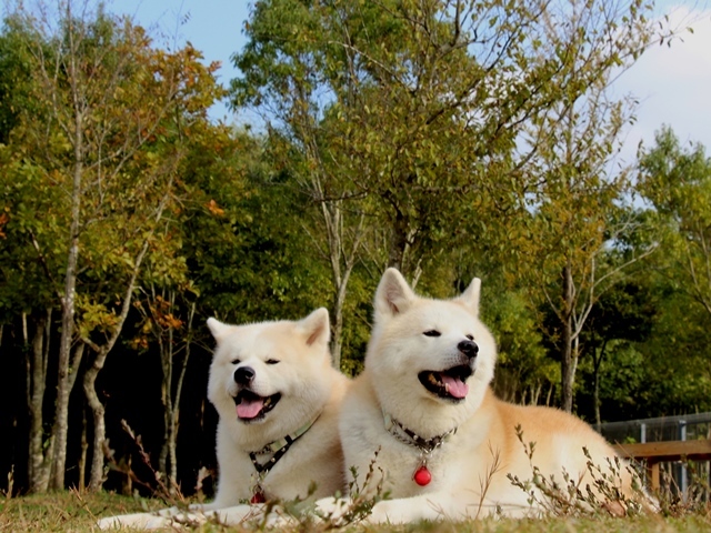 ひかえめな秋田犬_c0257276_11052561.jpg