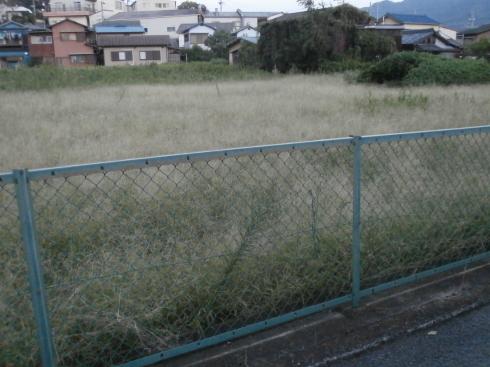 f0252578_10370326.jpeg