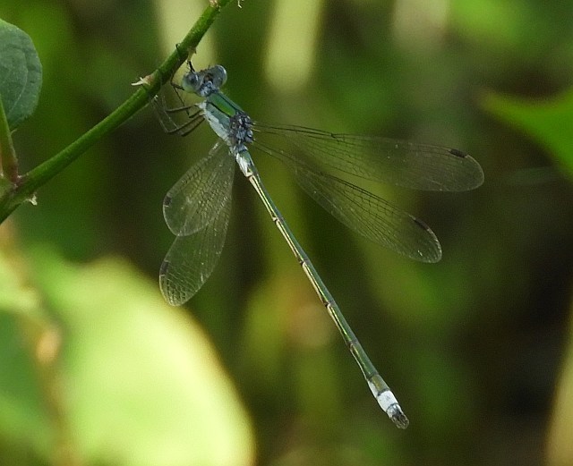 f0378979_07440312.jpg