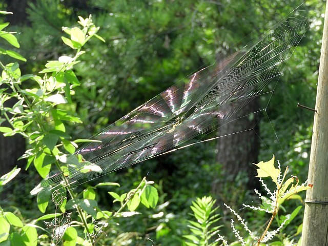 f0378979_07441453.jpg