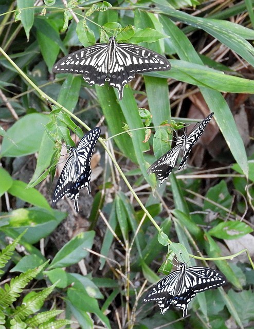 f0378979_07590617.jpg