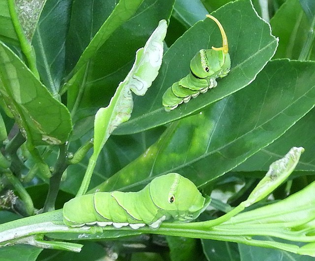 f0378979_08065163.jpg