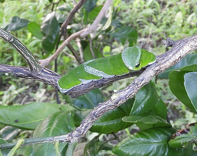 f0378979_08101785.jpg