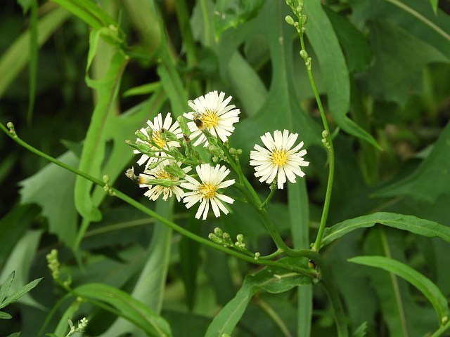 ナガサキアゲハや土手の草花_f0378979_16395903.jpg