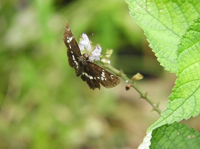 ナガサキアゲハや土手の草花_f0378979_16415684.jpg