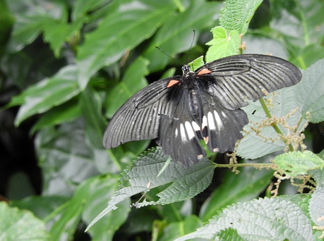 ナガサキアゲハや土手の草花_f0378979_16443650.jpg