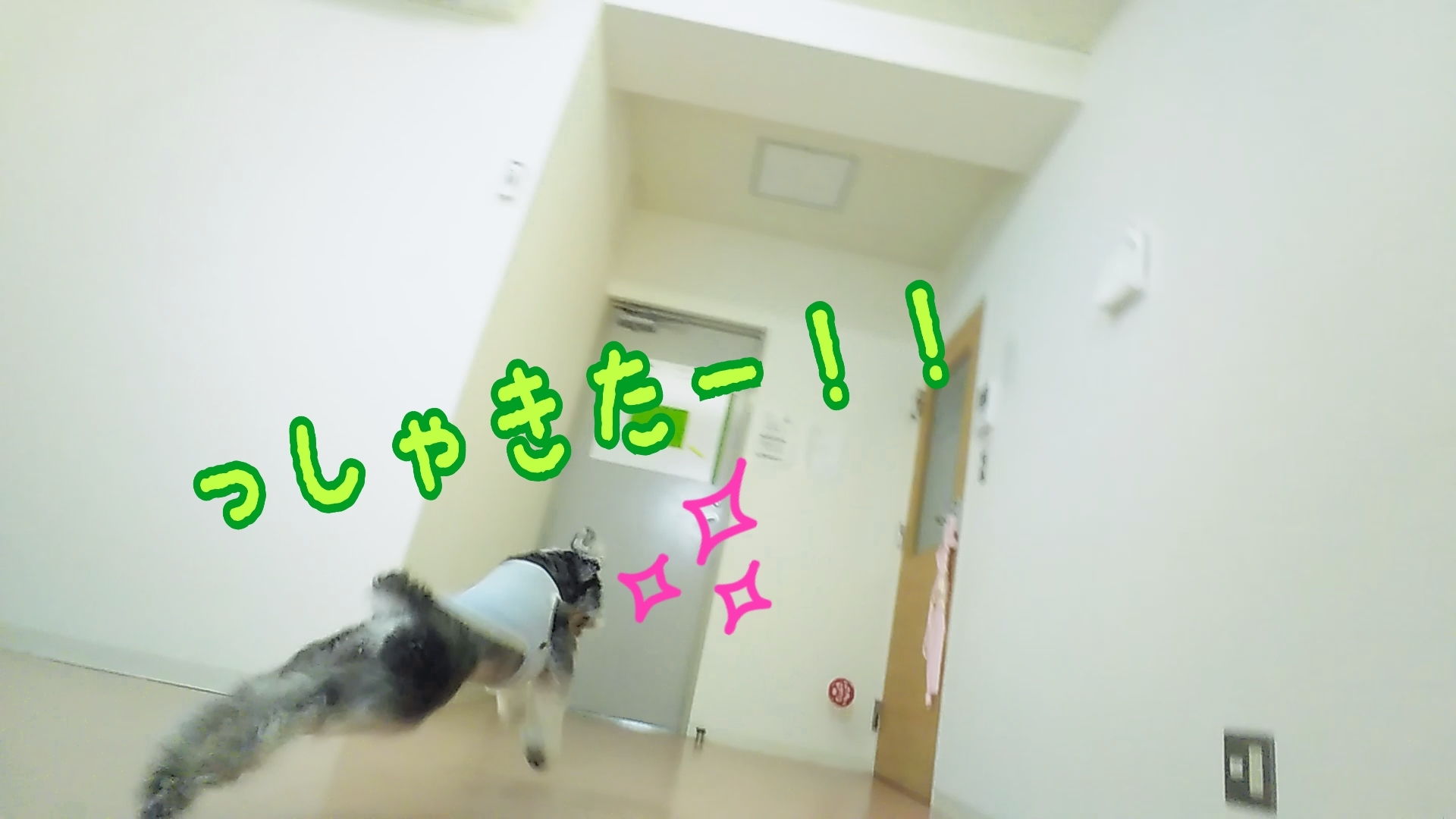 あっそぼ🎶あっそぼ🎶_f0357682_11482376.jpg