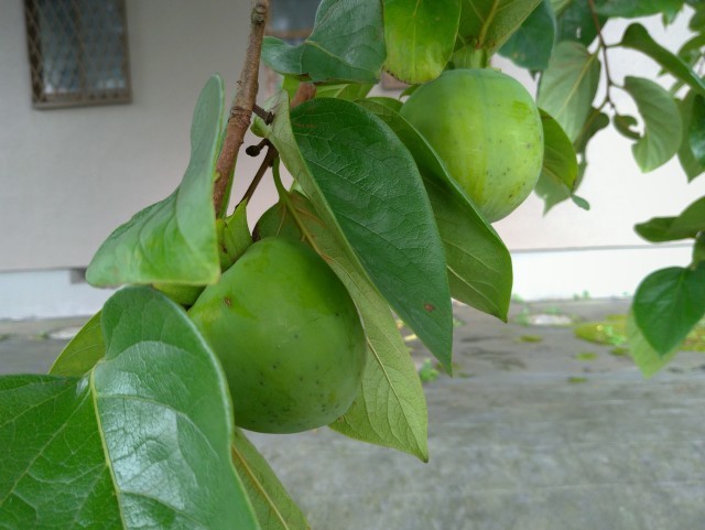 f0100593_20152571.jpg
