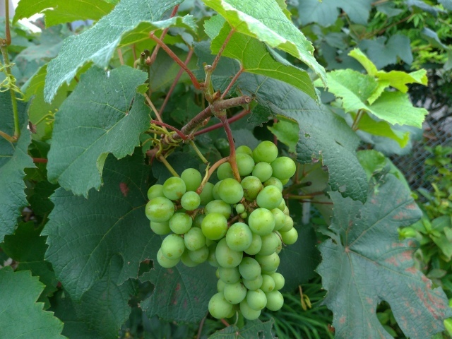 f0100593_20153887.jpg
