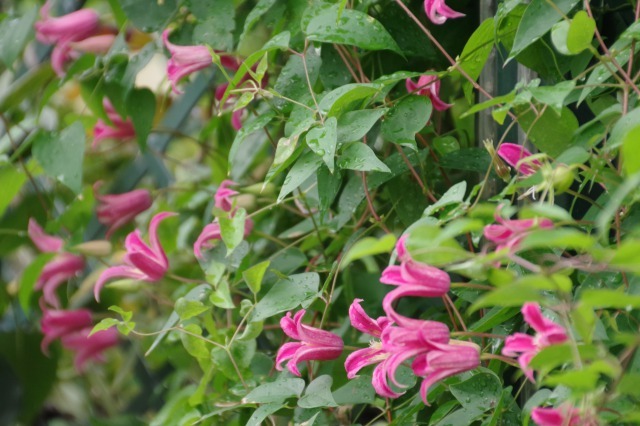 秋の花探し　～　あしかがフラワーパークへ　Ⅲ_b0356401_23593067.jpg