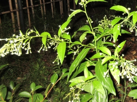 a0203003_12230300.jpg