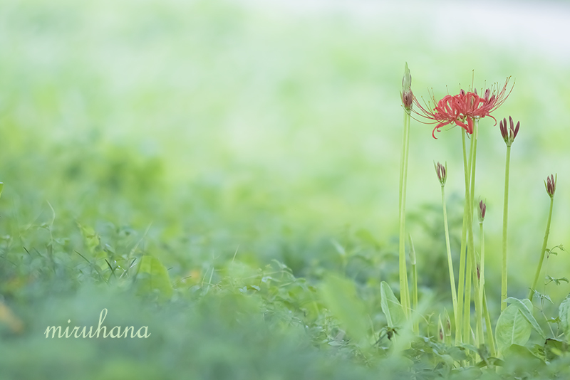 吉見さくら堤公園＊彼岸花_c0037519_02065808.jpg