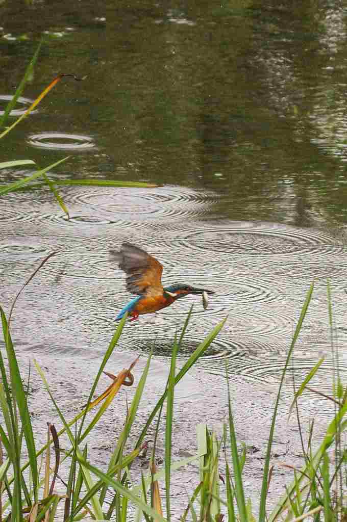 カワセミ、採餌風景連写_e0293921_18251283.jpg