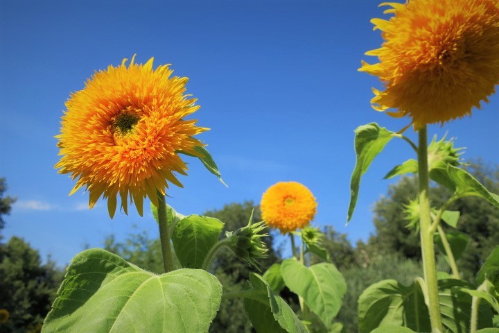 e0300042_17311524.jpg