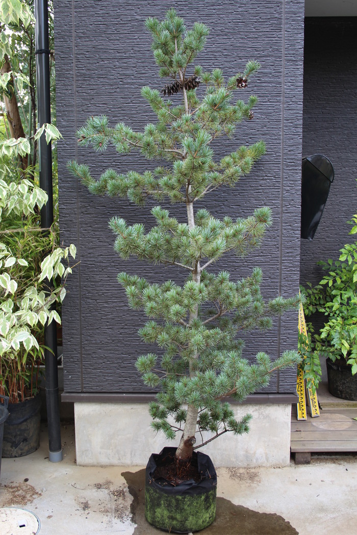 ゴヨウマツ 五葉松 庭木 植木 盆栽 庭園3130