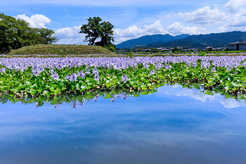 夏の花畑2018　ホテイアオイと水鏡（本薬師寺跡）_f0155048_837781.jpg