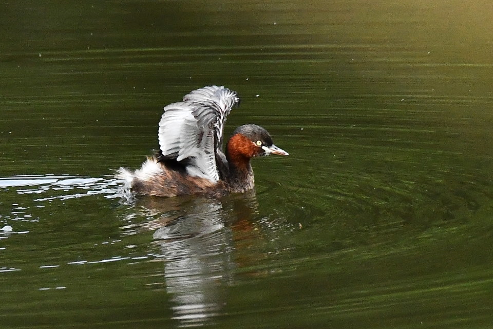 カイツブリの舞い_f0185755_22443711.jpg