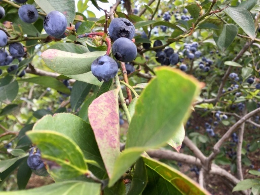 a0053063_23124389.jpeg