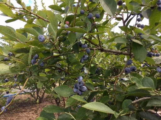 a0053063_23134076.jpeg