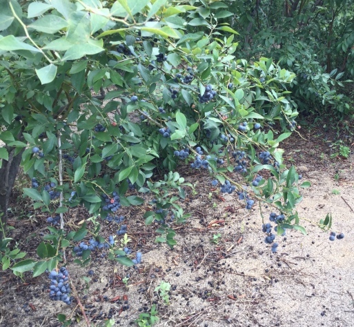 a0053063_23150701.jpeg